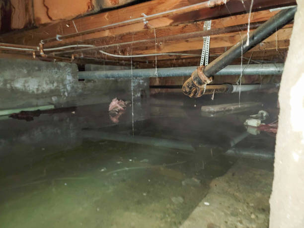 Best Carpet water damage restoration  in Orcdlands Estates, HI
